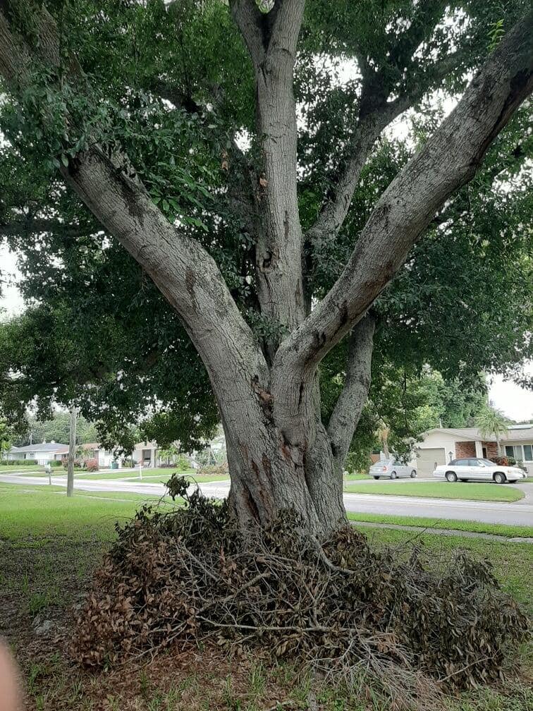 tree trimming and removal in Pinellas Co, Florida