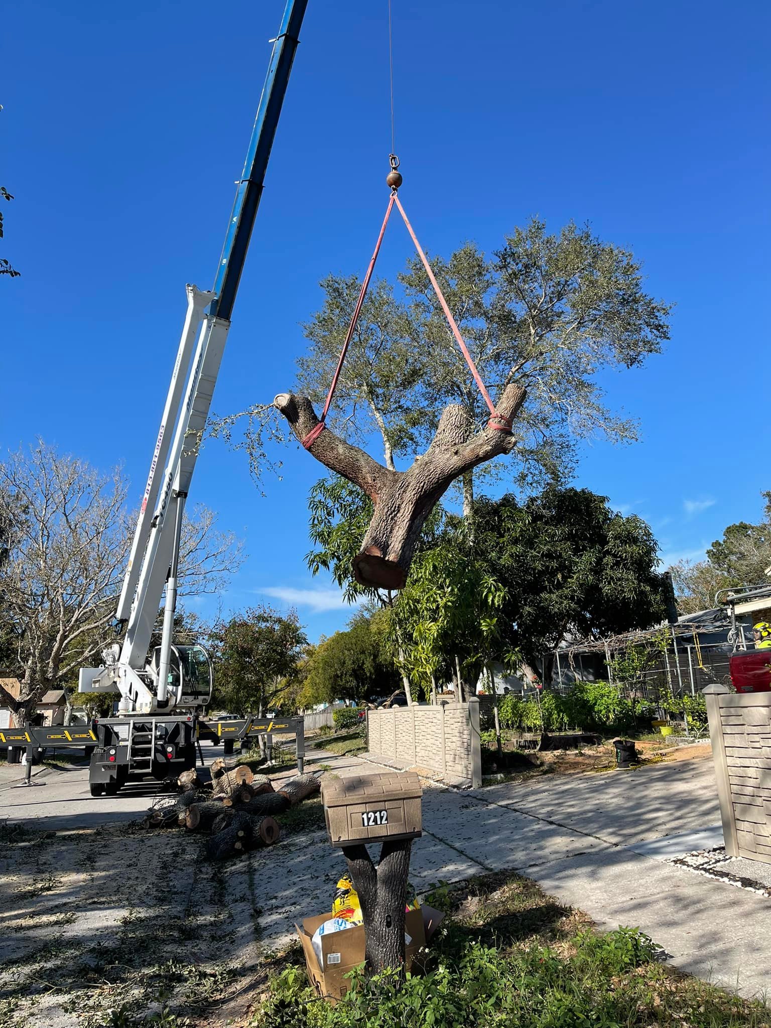 crane assisted tree work Pinellas County, Florida.