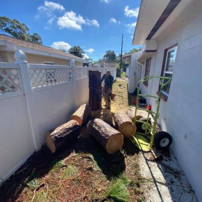 professional tree removal by DB's Tree Service