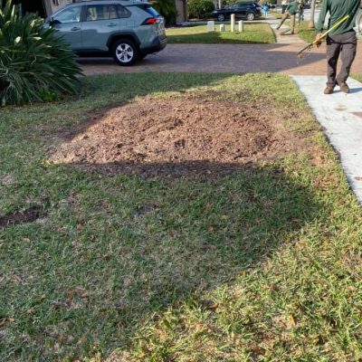 DB's Tree Removal Service Pinellas County