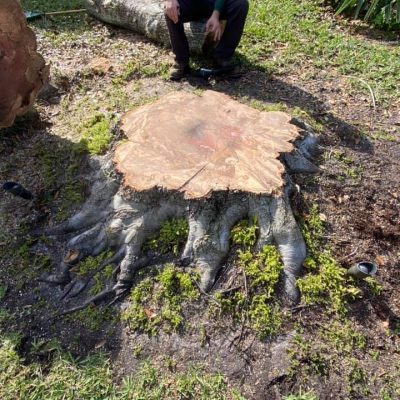 professional tree removal and stump grinding Pinellas, Florida