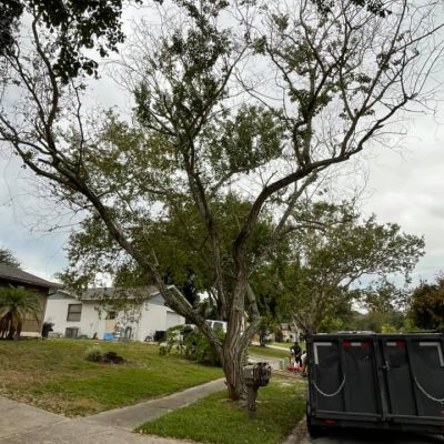 preps for tree trimming, Pinellas Co, Florida