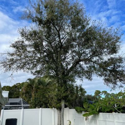 tree removal and trimming for residential sites